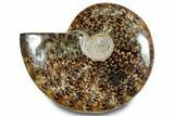 Polished Ammonite (Cleoniceras) Fossil - Madagascar #283353-1